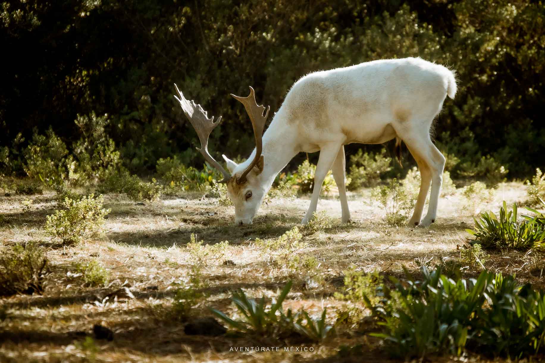 Donde ver Venados en Veracruz