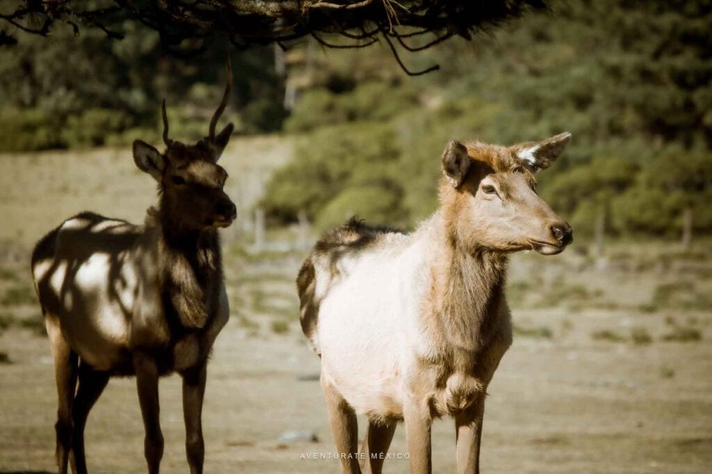 Protección de Animales en Reserva de Veracruz
