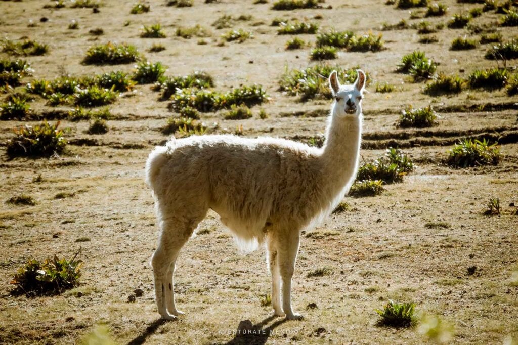 Animales en libertad valle Alegre